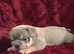 ** ready now last girl left **English bulldog puppies