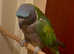 Stunning young Darbyan parrot
