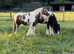 13.1h red and white coloured cob