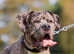 Health Tested parents Mastiff Mix pups