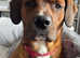 Rhodesian ridgeback