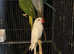 Young Indian ringnecks green/blue/yellow/white