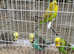 Male budgie for sell