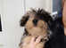 Merle jackapoo puppy