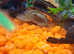 Bristle nose plecos
