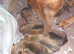 KC RHODESIAN RIDGEBACK PUPPIES