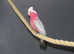 Galah Cockatoo Talking Parrot,9