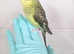 Handreared budgie very friendly