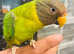 Semi Tame baby plum head parrot