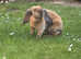 Neutered Velveteen Lop