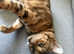 Female Bengal