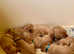 Beautiful Fox Red Labrador Puppies