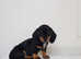 OUTSTANDING MINITURE DACHSUND PUPS AVAILABLE