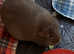 Pair of guinea pigs, 1 neutered male and young sow