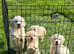 Stunning English Cream KC registered Golden Retriever Puppies