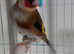 Goldfinch pair