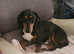 Male dachshund