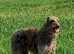 Ramaway  deerhounds