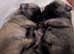 1 Male Chug pup left for sale