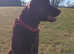 Stud Flat coated retriever liver colour up for stud £600.00