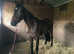 Thoroughbred gelding