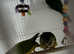Lovely conures for sale