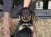 Champion Beauceron Litter - KC 5 STAR LICENSED