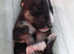 Beautiful KC Reg Miniature English Bull Terrier pups