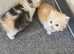 BRITISH LONGHAIR KITTENS 4 AVAILABLE