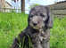 One Gorgeous Silver Mini Labradoodle, ready to go