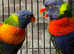 Baby Rainbow lorikeet Talking parrot