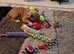 Staffordshire Bull Terrier pup