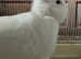 New Zealand White Rabbits