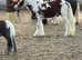 Coloured gelding 12.2 hh