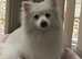 White Pomeranian