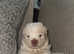 Chocolate carrier chow pups for sale