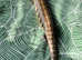 Friendly 18months Old Northern Australian Blue Tongued Skink For Sale