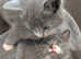 Half russian blue