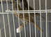 3 pairs of canaries for sale