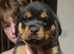 female rottys