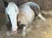 Maxi cob colt yearling Lionheart bred