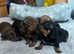 Stunning Dachshund puppies, boys and girls