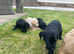 First class Labrador Puppies