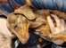 Kc reg pra clear miniature dachshund