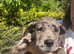 Beautiful pedigree Great Dane puppies
