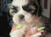 FULL BREED SHIH TZU PUPS (ONLY 4 AVAILABLE)