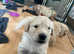 KC chunky Golden Retriever puppies