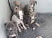 KC registered whippet puppies