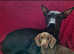 Mexican hairless needs new home