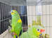 Stunning baby Amazon parrot